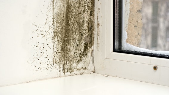 Eine Wand neben einem Fenster mit Schimmmel. © Colourbox Foto: StockThings