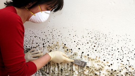 Eine Frau mit Atemschutzmaske kratzt mit einem Spachtel Schimmel von einer Wand. © Colourbox Foto: -