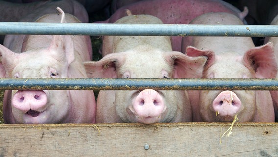 Drei Schweine stehen dicht gedrängt in einem Schweinestall. © Colourbox Foto: Anja Uhlemeyer-Wrona