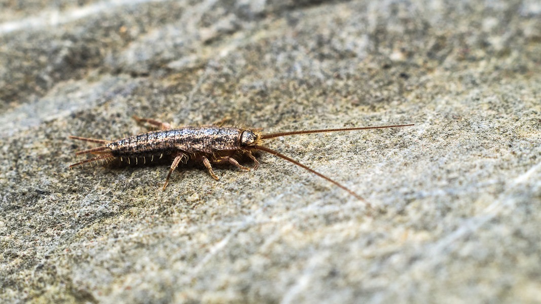 Käfer im Haus: Schädlinge erkennen und schnell wieder loswerden