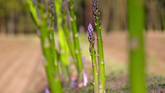 Field of green asparagus that has purple heads.  © Labo M/NDR 