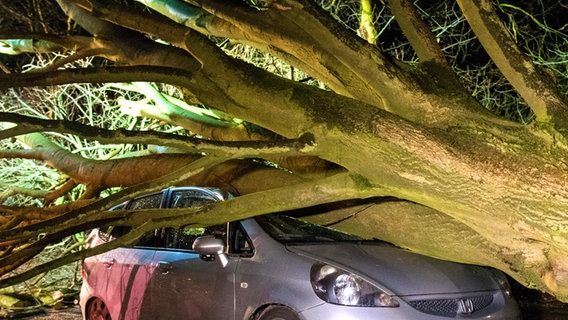Ein umgestürzter Baum liegt in Hamburg auf einem Auto. © picture alliance / dpa Foto: Daniel Bockwoldt