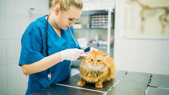 Eine Tierärztin untersucht das Ohr einer Katze © Colourbox 