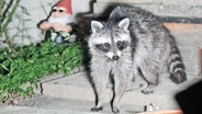 Ein Waschbär auf Futtersuche in einem Vorgarten. © imago images Foto: Hartenfelser