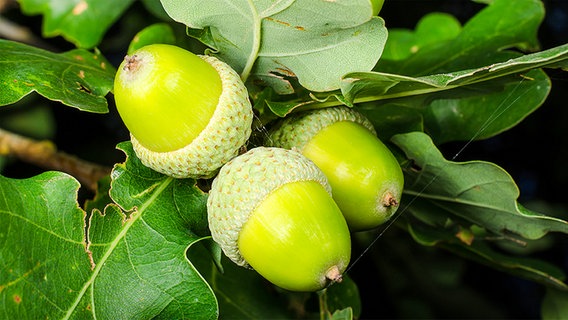 Eicheln am Baum, Spätsommer © Fotolia.com Foto: Michael Tieck