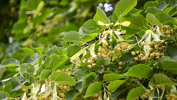 Lindenblüten © Fotolia.com Foto: ernstboese