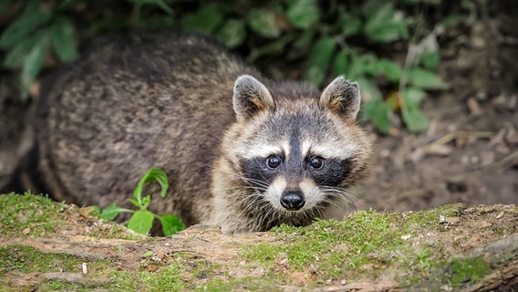 Ein Waschbär im Wald. © Colourbox Foto: Volodymyr Burdiak