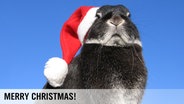Ein dunkelgrauer Hase trägt eine Weihnachtsmütze vor strahlend blauem Himmel. © Photocase Foto: Mosquita