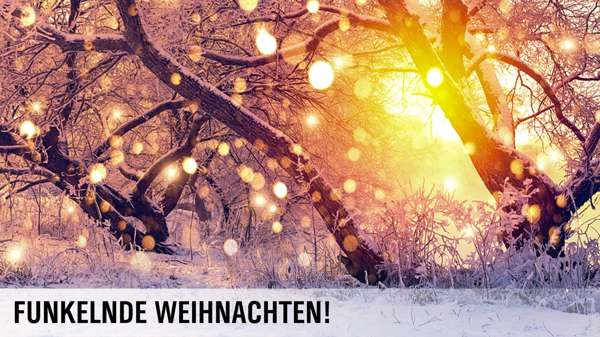 Leuchtende Sterne hängen in einer Bude auf einem Weihnachtsmarkt. © Fotolia Foto: Fotimmz