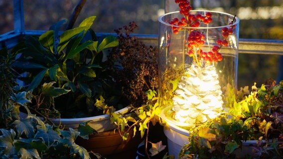 Eine Vase mit einem beleuchteten Zapfen steht in einem bepflanzten Balkonkasten.  Foto: Anja Deuble