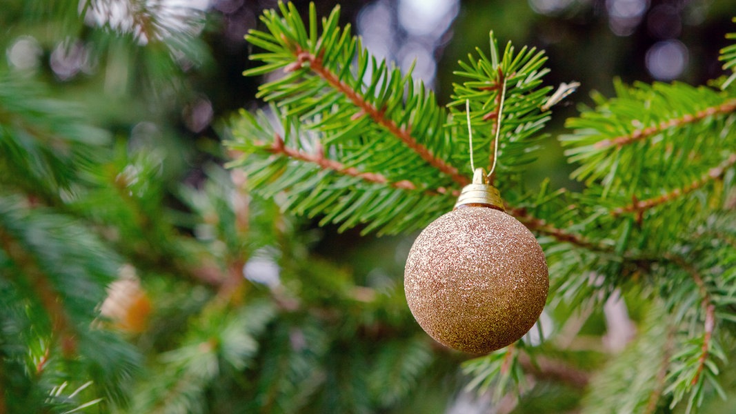 Forstämter in MV bieten Weihnachtsbäume an
