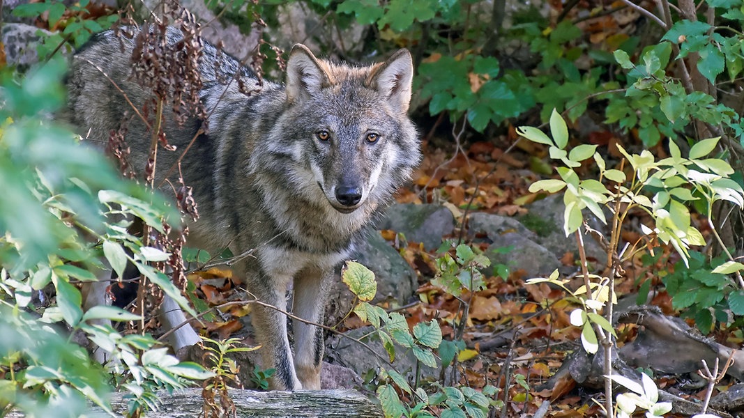 Ein europäischer Wolf steht in einem Waldstück.