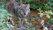 Ein europäischer Wolf steht in einem Waldstück. © Colourbox Foto: Dennis Jacobsen