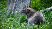Eine Ratte sitzt auf Rasen. © photocase.de Foto: Schanz & Partner