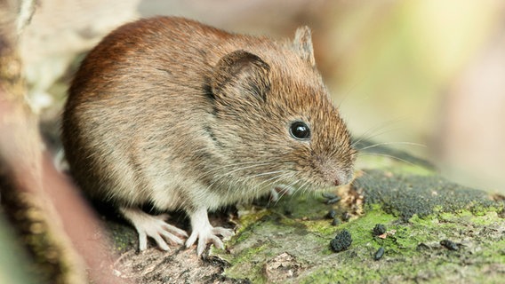 Eine kleine Maus sitzt auf einer Fläche. © picture alliance Foto: Arco Images