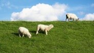 Schafe grasen an einem Deich © photocas.de Foto: knallgrau