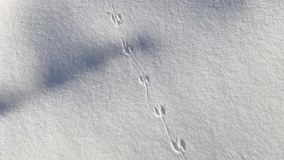 Spuren eines Tieres im Schnee. © Photocase Foto: Christine ten Winkel