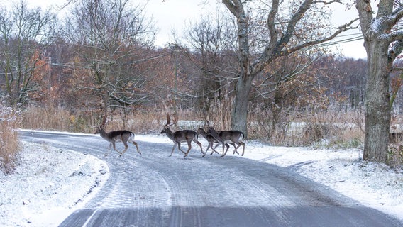 Rehe überqueren eine verschneite Landstraße im Ostseebad Prerow. © NDR Foto: Klaus Haase