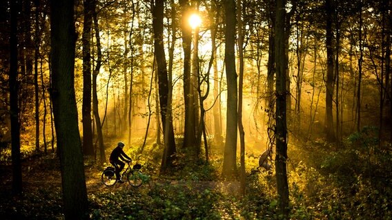 Ein Mann fährt mit dem Fahrrad durch den Stadtwald Eilenriede in Hannover. © dpa Foto: Julian Stratenschulte
