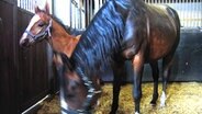 Das Pferd TV-Fohlen mit Mutter Rava in der Box © NDR 