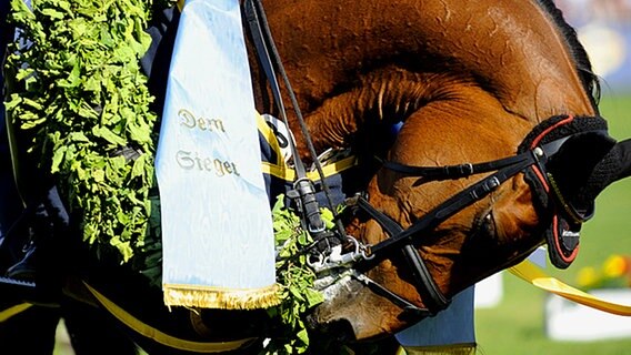 Das Siegerpferd von Thomas Kleis, Carassina, knabbert am Siegerkranz. © dpa 