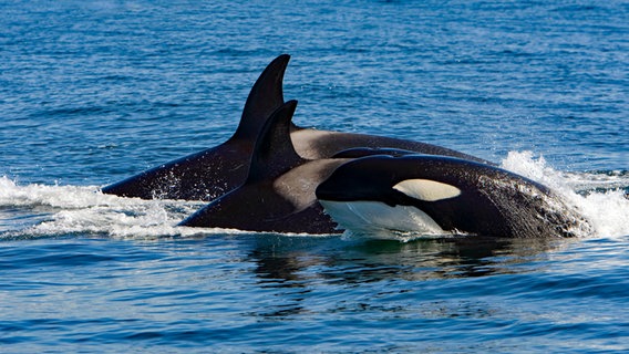 Drei Orcas im Meer © picture alliance / Mary Evans Picture Library 