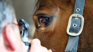Ein Tierarzt untersucht ein Pferd. © Imago Images 