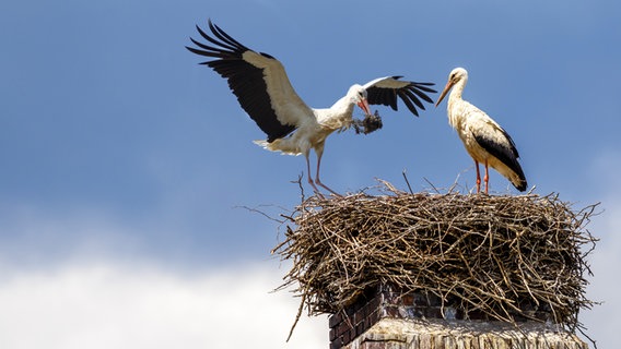 Ein Storchenpaar in einem Nest. © fotolia Foto: tech_studio
