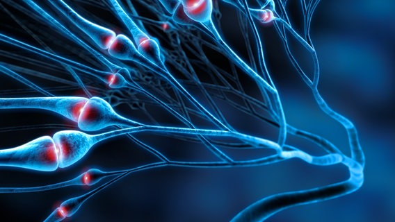 Computer-Animation des menschlichen Synapsen-Netzes im Gehirn. © fotolia.com Foto: psdesign1