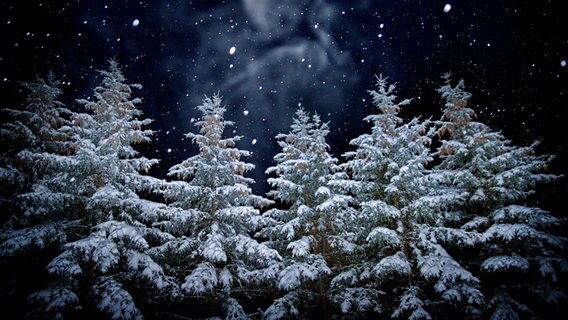 Schneebedeckten Tannenbäume vor dunklem Himmel mit Sternen. © Photocase Foto:  waldmeister