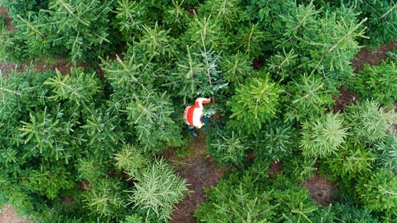 Ein Mann fällt eine Nordmanntanne in der Weihnachtsbaumplantage vom Hof Backhaus in der Wedemark. © picture alliance/Julian Stratenschulte/dpa Foto: Julian Stratenschulte