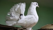 weiße Taube in Indien © picture alliance Foto: Nasir Kachroo
