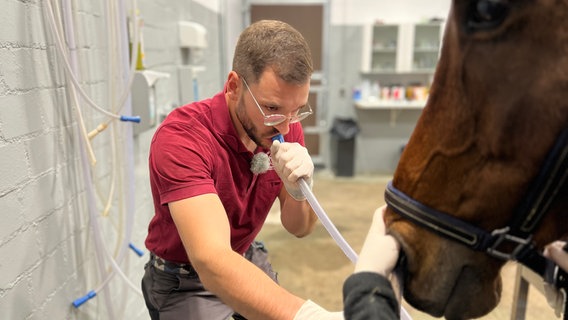 Tierarzt Michel Milewski untersucht den braunen Wallach Quadriga mit einer Nasenschlundsonde © NDR Foto: Christoph Deuschle