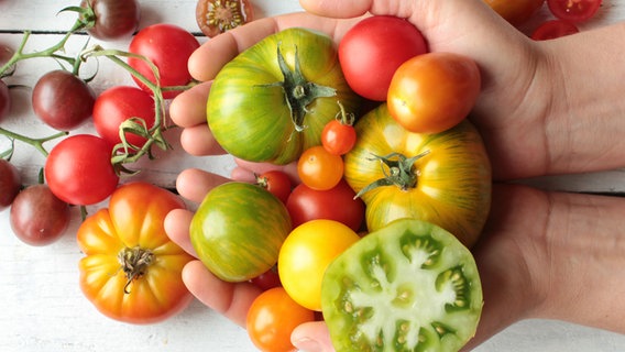 Verschiedene Tomatensorten werden auf Händen präsentiert. © fotolia.com Foto: eflstudioart