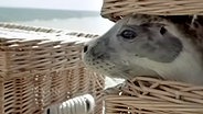 Ein Seehund guckt aus einem Korb. © NDR 