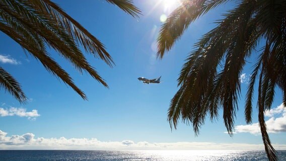 Ein Flugzeug am Himmel vor einem Strand mit Palmen. © picture alliance Foto: Martin Schroeder