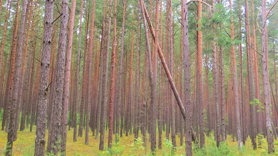 Etwa hundert Baumstämme stehen neben- und hintereinander. Es sind Kiefernstämme in einem Wald. © Julia Schulz 