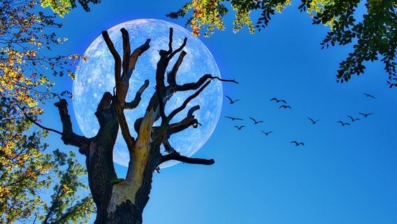 Toter Baum mit Merkur und Vogelschwarm © imageBroker Foto: Dieter Fischer