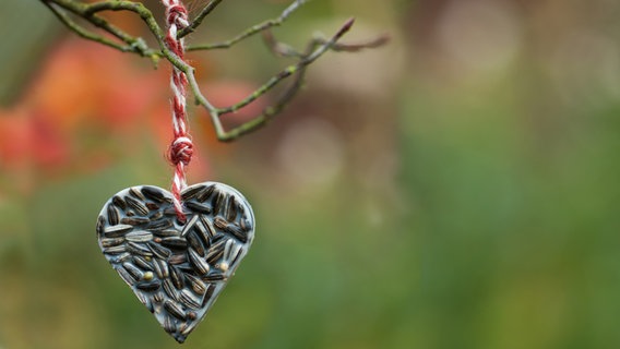 Vogelfutter in Form eines Herzes. © fotolia Foto: picture_lia