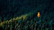 Inmitten eines dunkelgrünen Tannenwaldes steht ein gelborangefarbener Baum, der vom Sonnenlicht beschienen wird. © Photocase Foto: Addictive Stock