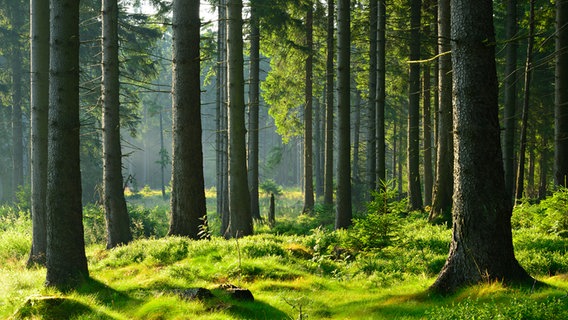 Tannen im Wald. © fotolia Foto: AVTG