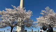Menschen besuchen die Kirschblüte beim Washington Monument in der National Mall in Washington, DC, © AFP/Daniel Slim Foto: Daniel Slim