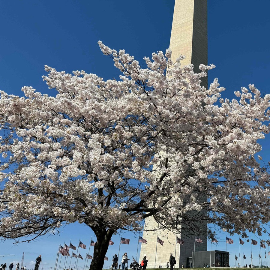 Menschen besuchen die Kirschblüte beim Washington Monument in der National Mall in Washington, DC, © AFP/Daniel Slim Foto: Daniel Slim