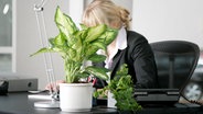 Topfpflanzen stehen auf einem Schreibtsich im Büro © colourbox Foto: -