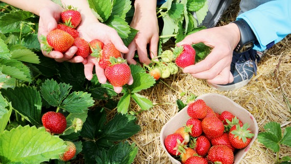Close-up of juicy strawberries in a strawberry field © NDR Photo: Torsten Creutzburg