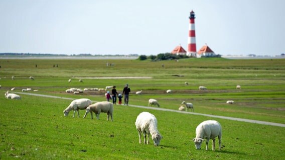 Schafe weiden vor dem Westerhever Leuchtturm © Fotolia.com Foto: JFL Photography