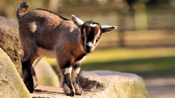 Ein Ziegenbaby steht auf einem Stein. © NDR Foto: Marei Beermann