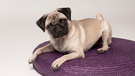 Majas Mops Polly schaut in die Kamera © Petra Nowack Foto: Petra Nowack