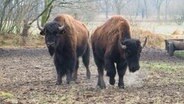 Zwei Bisons auf dem Acker. © NDR Foto: Peer-Axel Kroeske