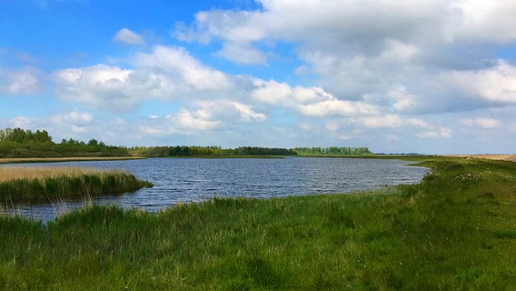 Grüne Wiesen und Wege auf der Wanderroute durch Katinger Watt © NDR Foto: Sven Jachmann